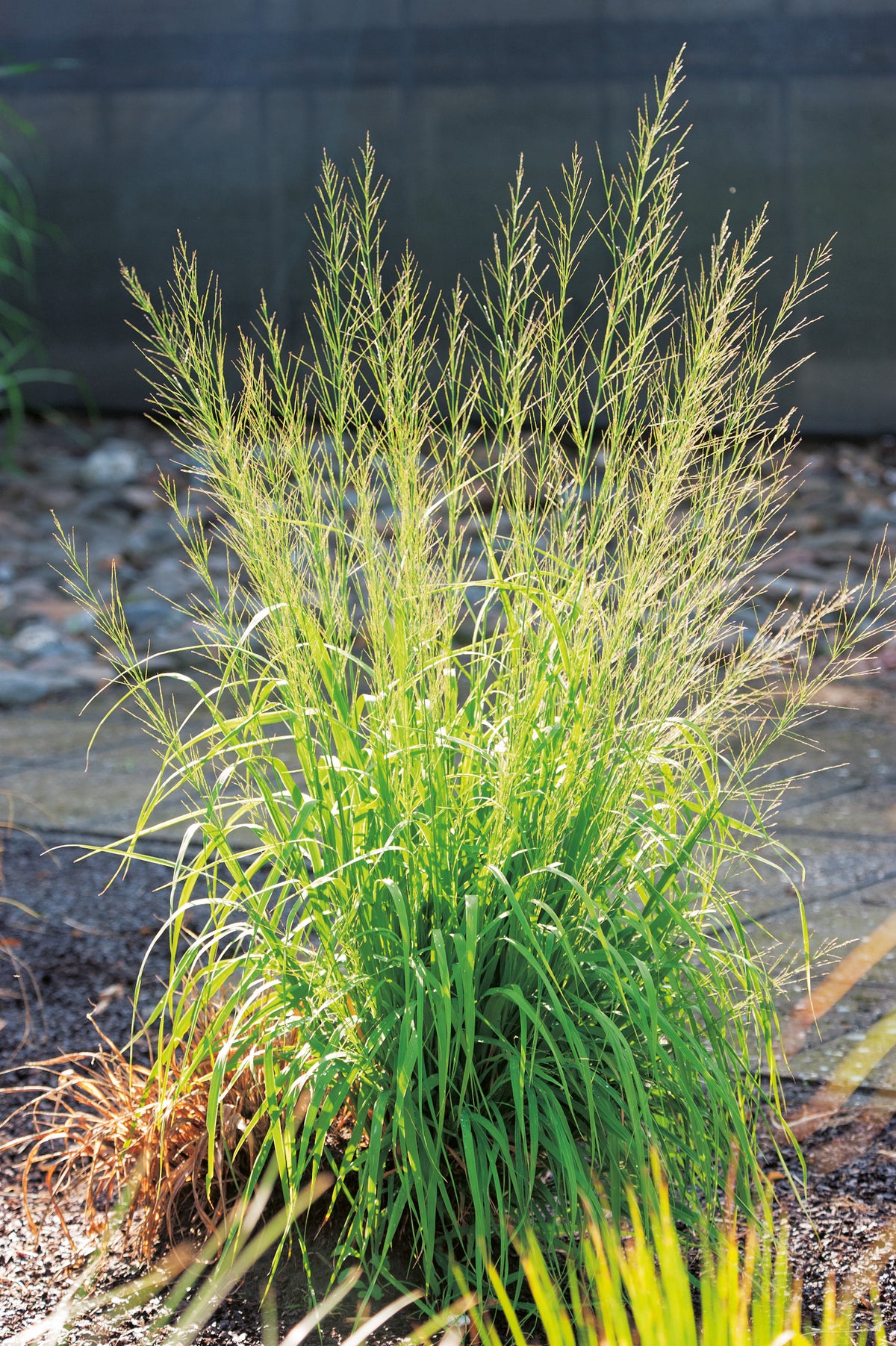 Molinia arundinacea 'Transparent', 2L, 2-pack