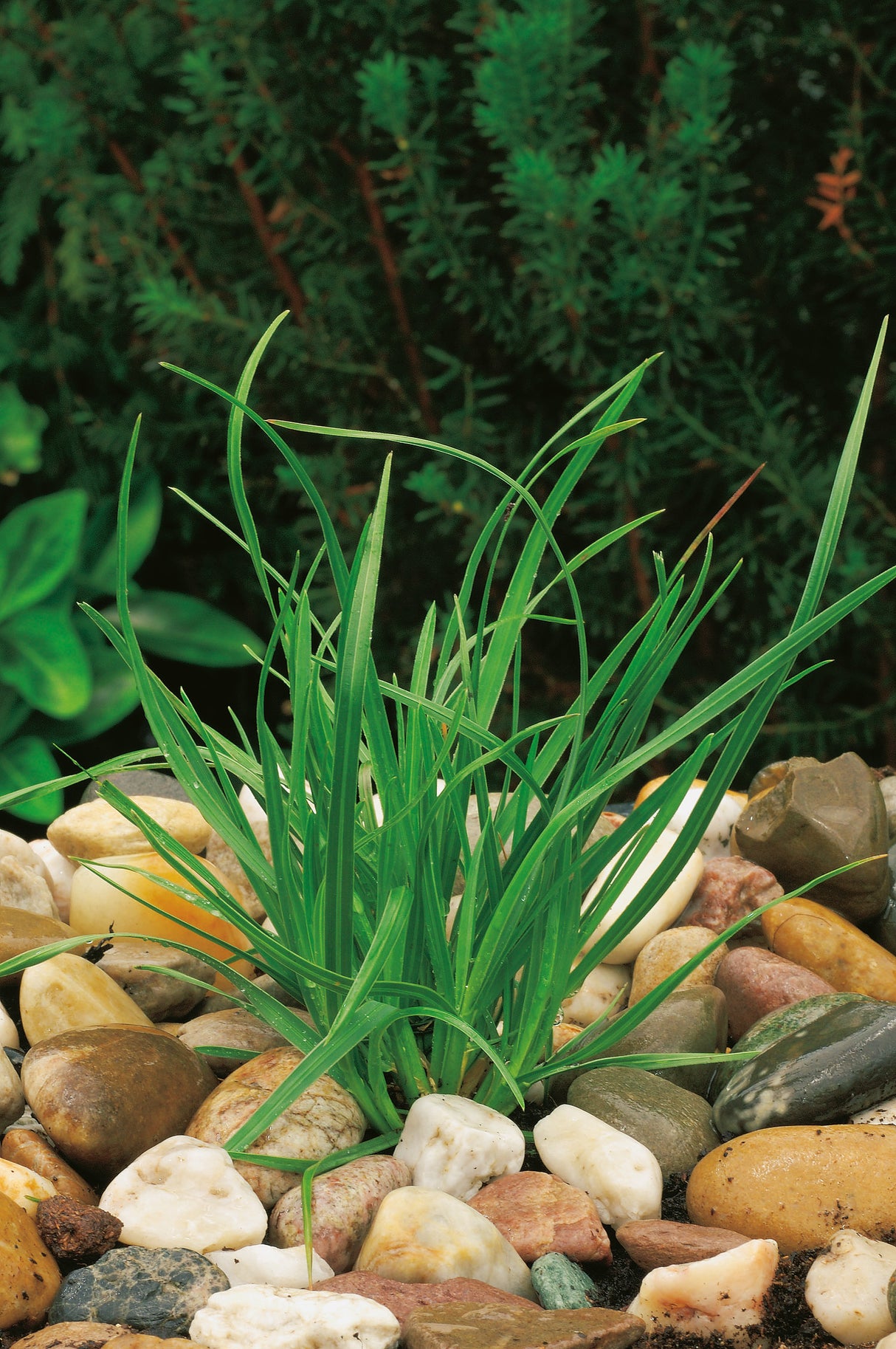 Sesleria heufleriana, 6-pack
