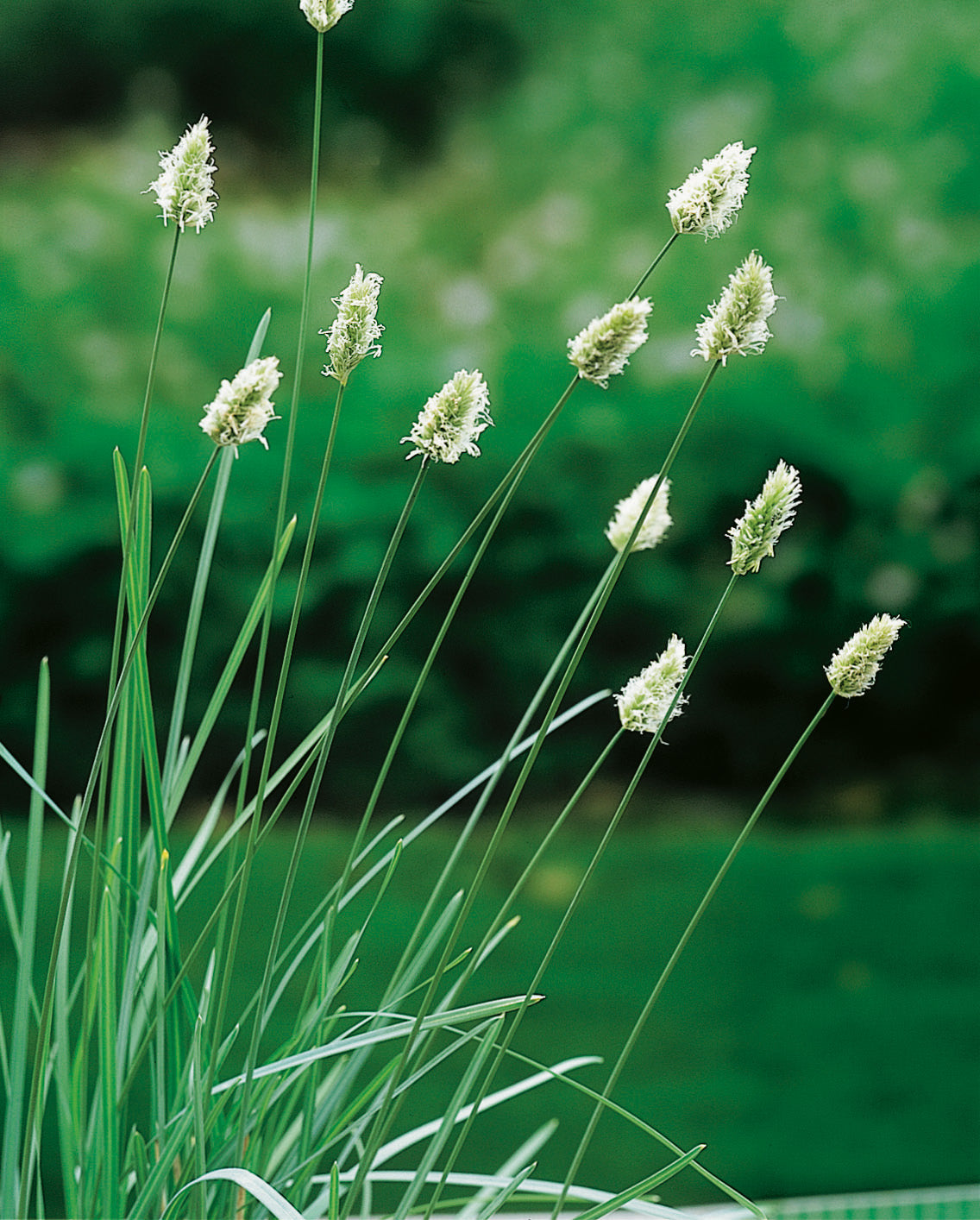Sesleria nitida, 6-pack
