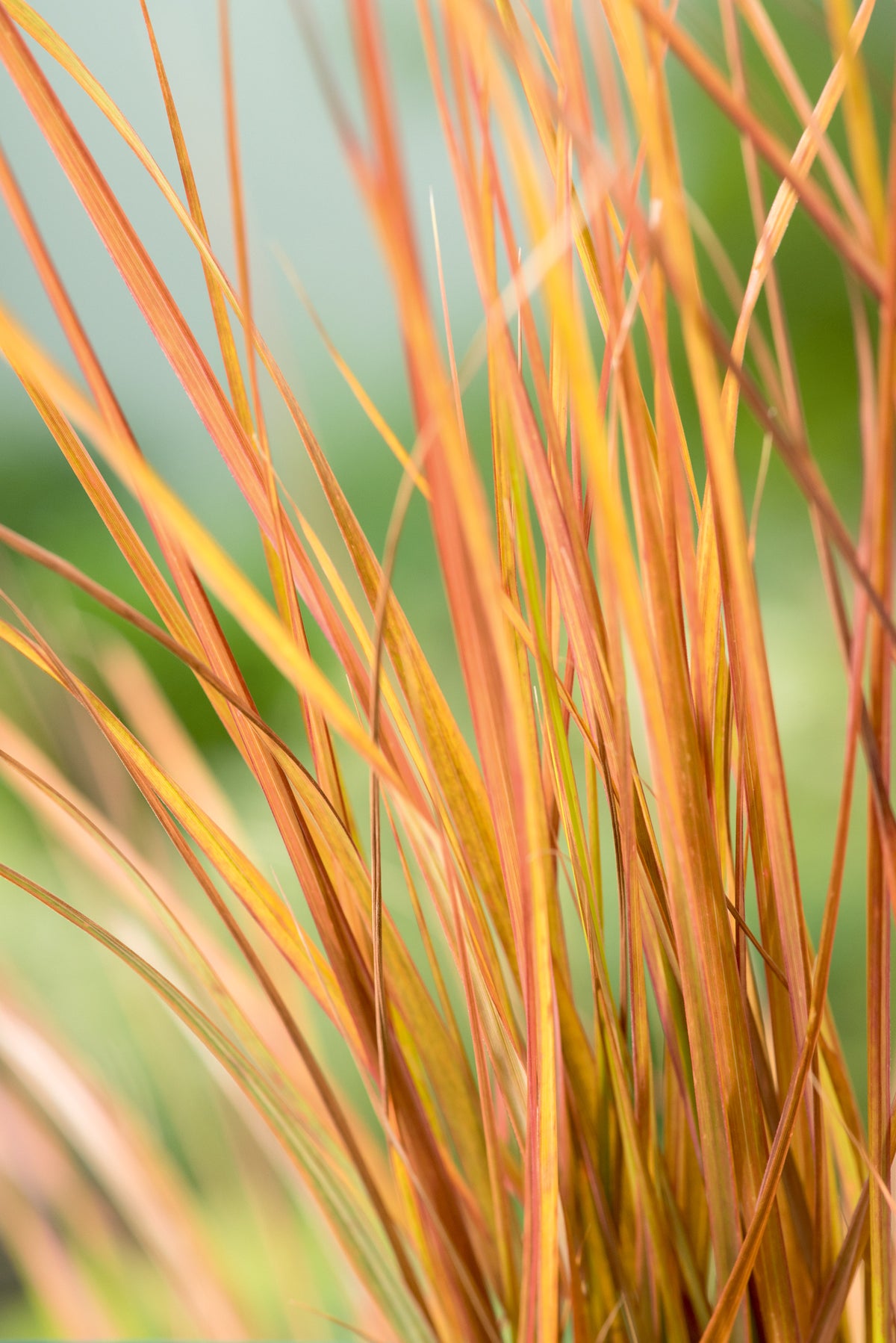 Anemanthele lessoniana 'Sirocco', 2L, 4-pack