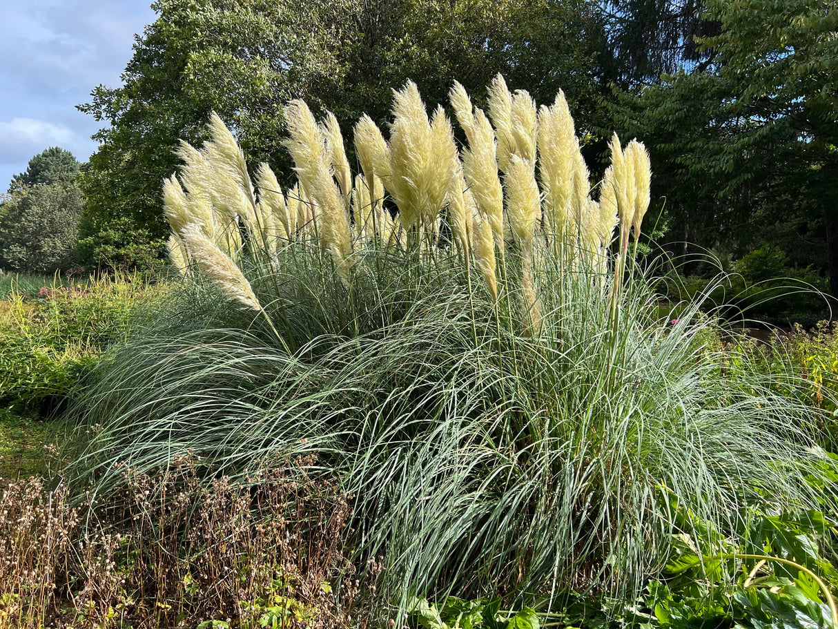 Pampasgräs 'Pumila' 2L, 4-pack