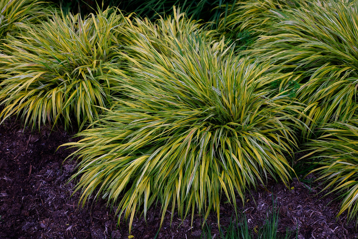 Hakonechloa macra 'Aureola', 2L, 10-pack