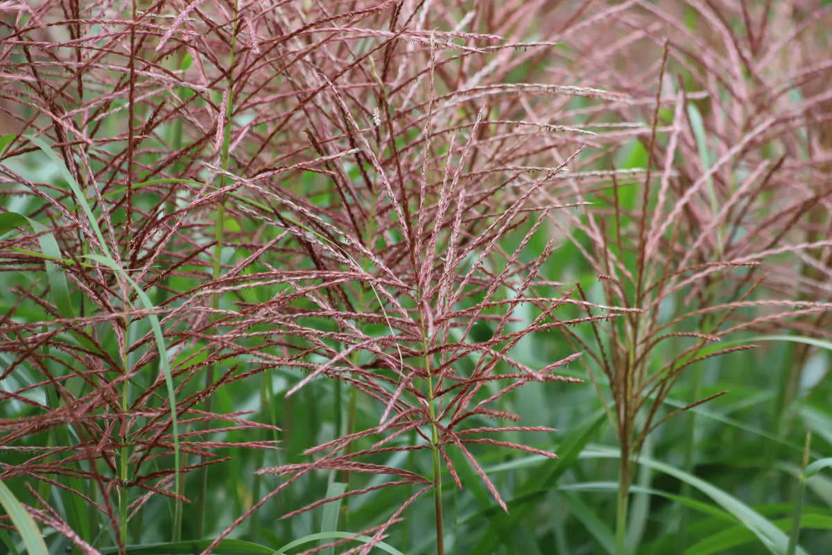 Miscanthus sinensis 'Flamingo', 2L, 10-pack