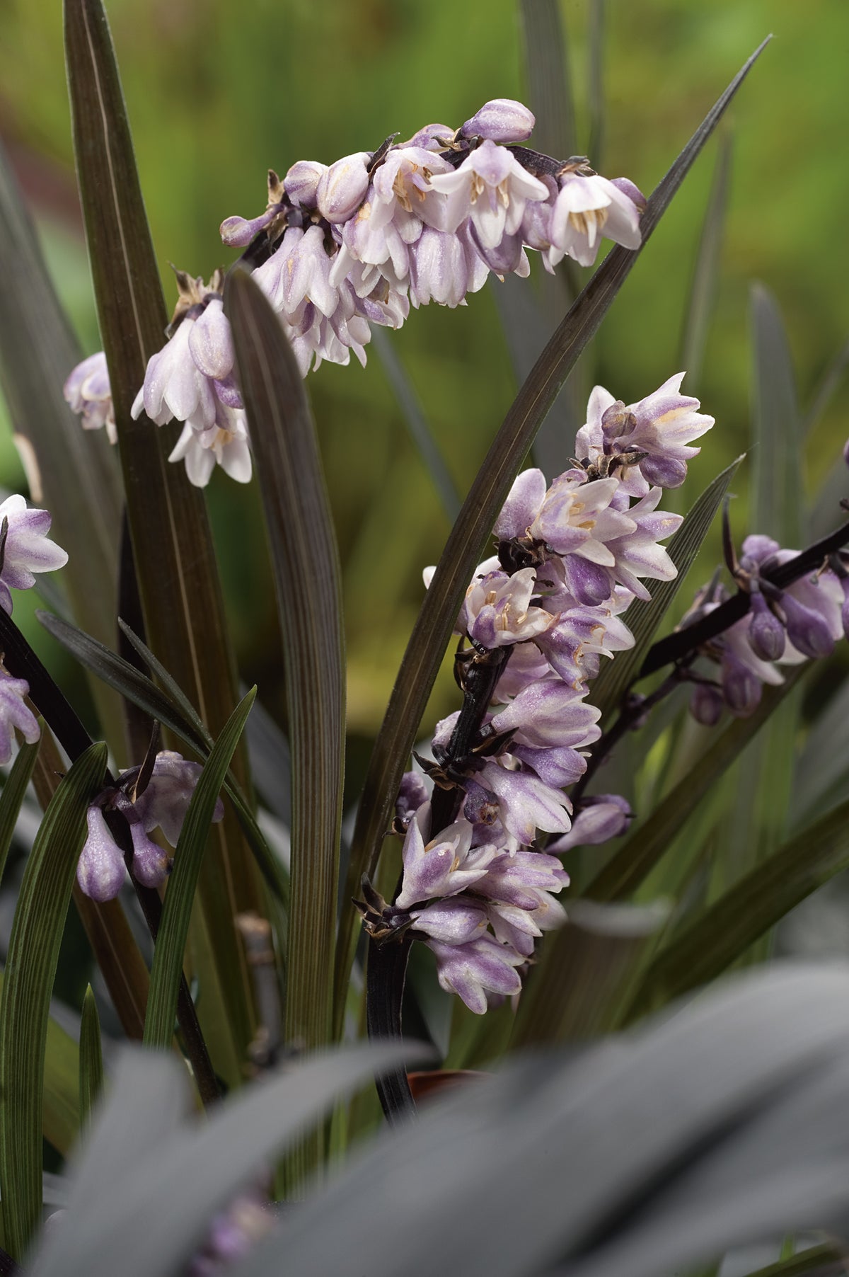 Ophiopogon planiscapus 'Niger', 2L, 10-pack