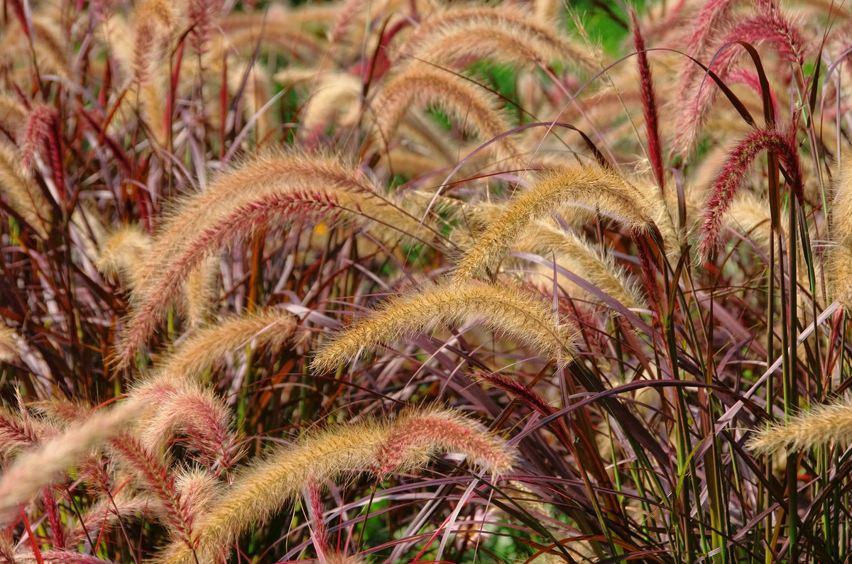 Pennisetum setaceum 'Rubrum'', 2L, 1-pack