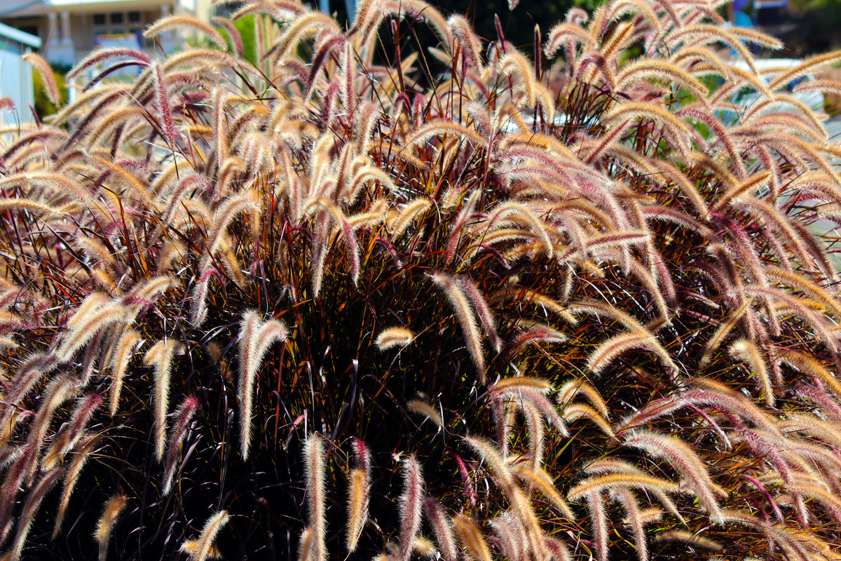 Pennisetum setaceum 'Rubrum'', 2L, 1-pack