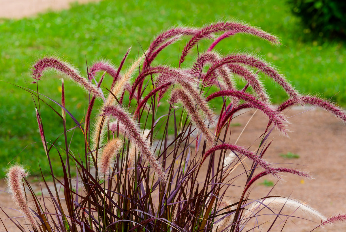 Pennisetum setaceum 'Rubrum'', 2L, 4-pack