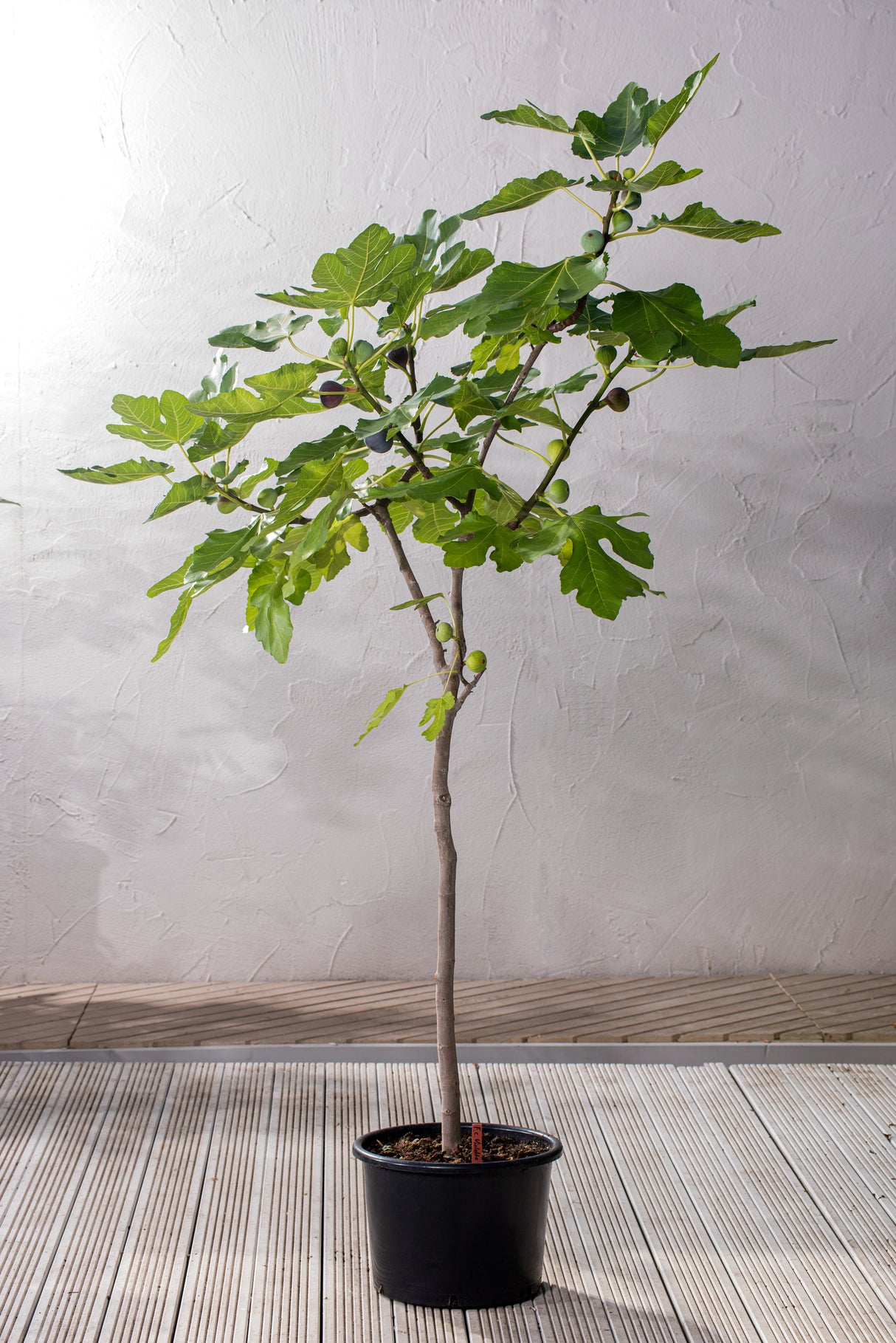 Fikon 'Bornholms Diamant' H80cm