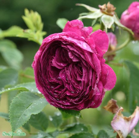 Gallica-ros 'Charles de Mills' 1st barrotad
