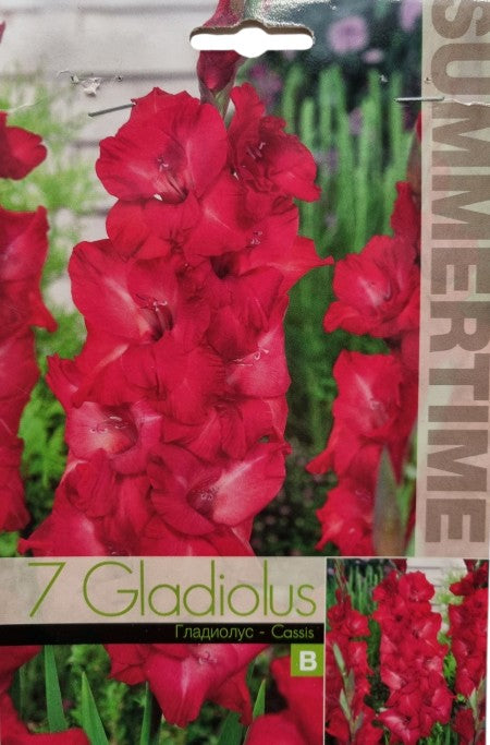 Gladiolus 'Cassis' 7st