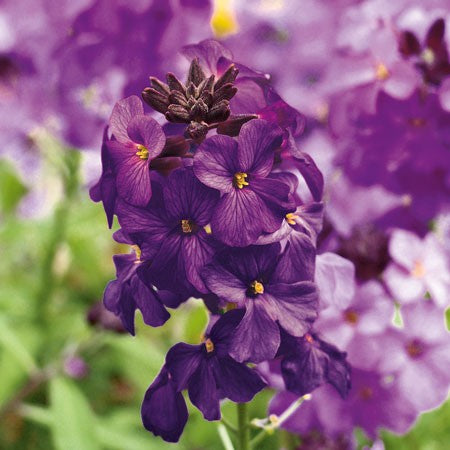 Gyllenlack 'Poem Lilac' 12cm kruka