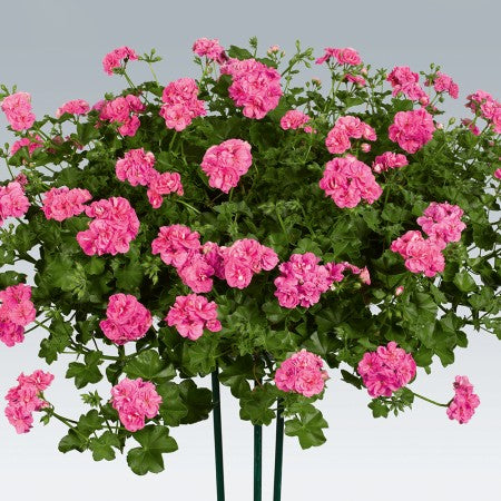 Hängpelargon 'Pink Sybil' 12cm kruka