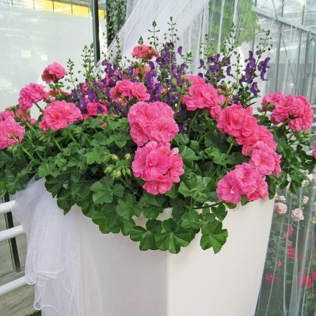 Hängpelargon 'Pink Sybil' 12cm kruka