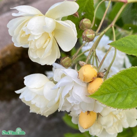 Helenae-ros 'Christine Hélène'