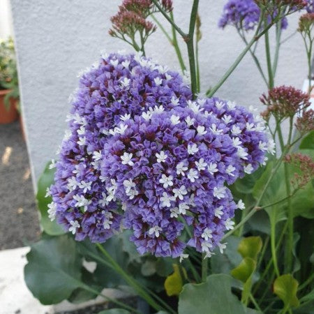 Heliotroprisp 'Purple Parachute' 10,5cm kruka