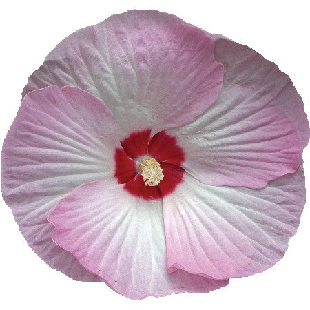 Hibiskus 'Pink Swirl' F1