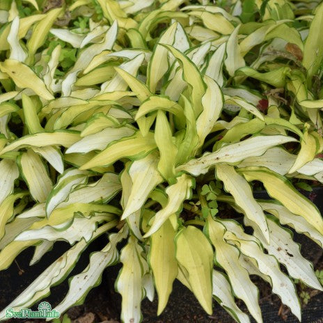 Hosta 'Kabitan'