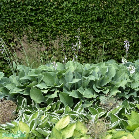 Hosta 'Krossa Regal'