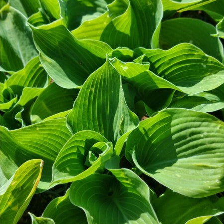 Hosta 'Semperaurea'