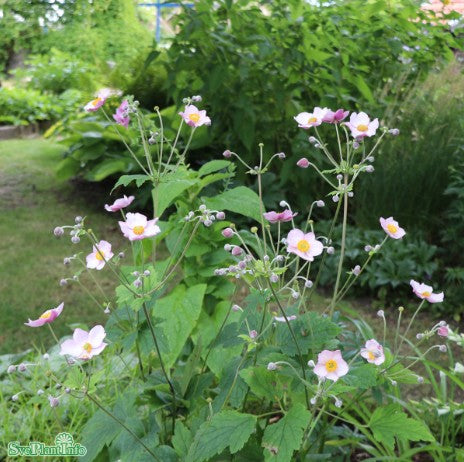 Höstanemon 'Elegans'