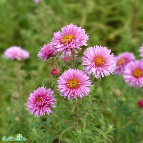 Luktaster 'Rosa Sieger'