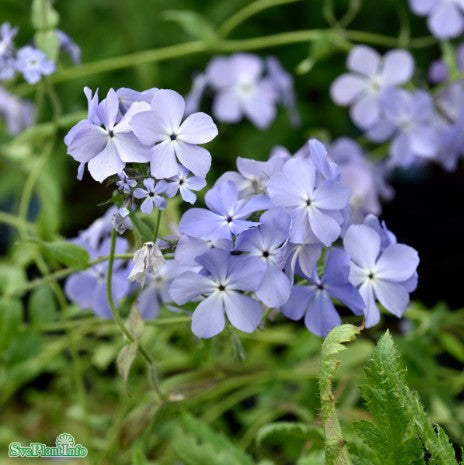 Höstflox 'Blueboy'