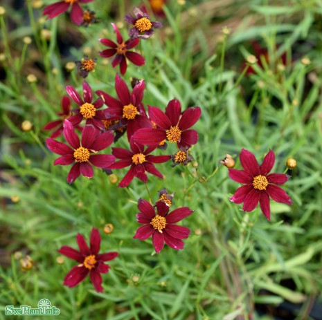 Höstöga 'Limerock Ruby'