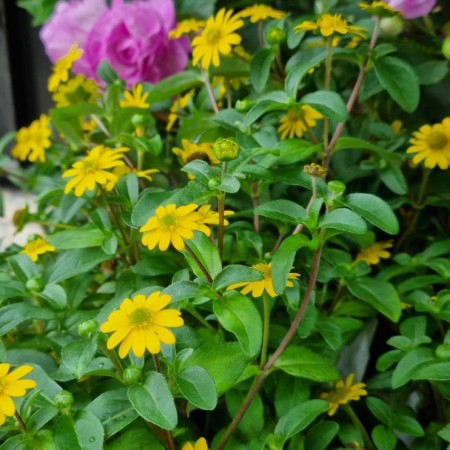 Husarknapp 'Solaris Patio' 10,5cm kruka