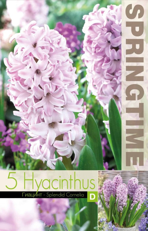 Hyacint 'Splendid Cornelia' 5st