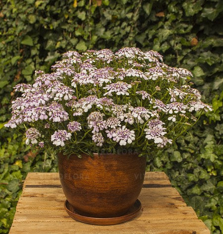 Iberis 'Pink Ice' 12cm kruka