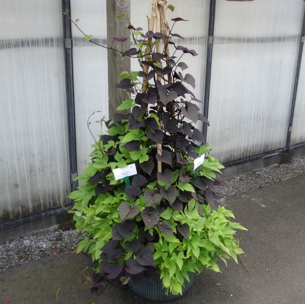 Batata 'SolarTower Black' 10,5cm kruka