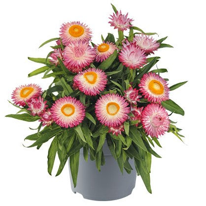 Jätteeternell 'Crispy Pink' 10,5cm kruka