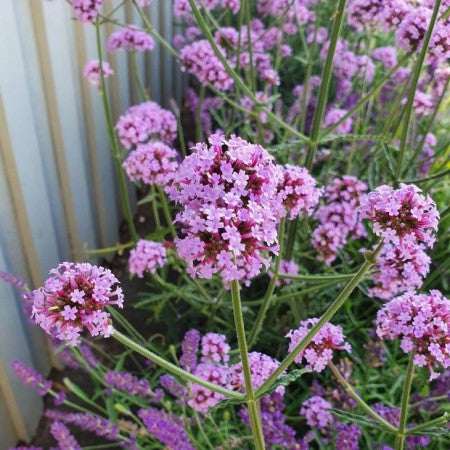 Jätteverbena 'Little Cloud' - 3 plantor