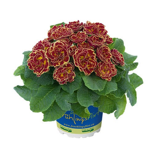 Jordviva 'Belarina Maple Sugar' 12cm kruka