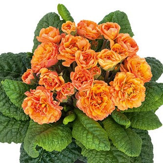 Jordviva 'Belarina Sweet Apricot' 12cm kruka
