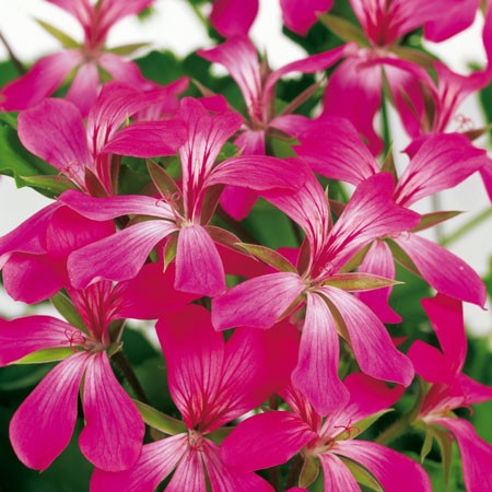 Kaskadpelargon 'Balcon Desrumeaux' 12cm kruka