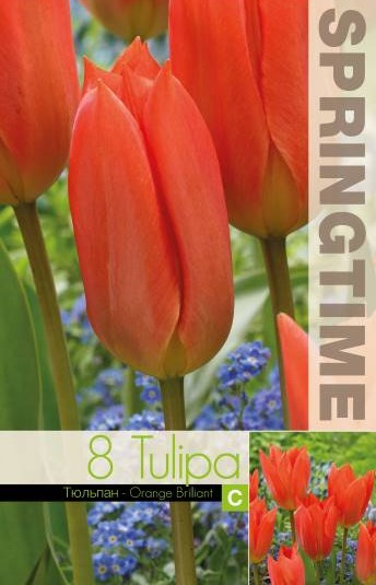Kejsartulpan 'Orange Brilliant' 8st