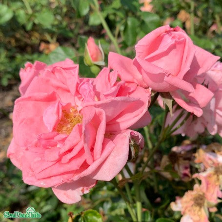 Klätterros 'Coral Dawn' 10-pack barrot