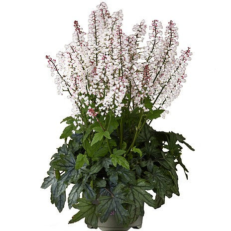 Klockvippa 'White Revolution' 12cm kruka