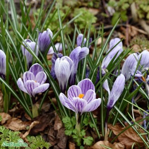 Vårkrokus 'Pickwick' 9cm kruka
