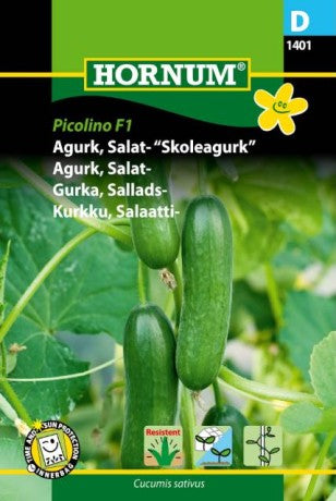 Krukgurka 'Picolino' F1