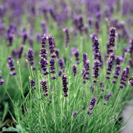 Lavendel 'Hidcote' 11cm kruka