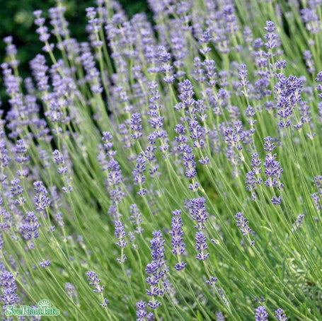Lavendel 'Munstead' 12cm kruka