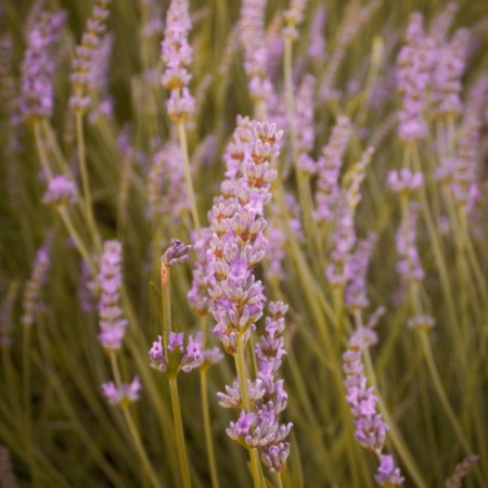 Lavendel 'Rosea' 9cm kruka