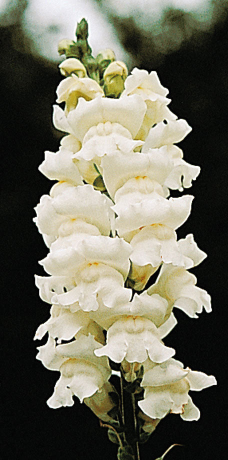 Lejongap 'Rocket White' F1
