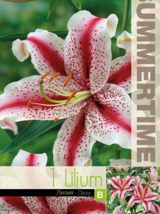 Orientalisk Lilja 'Dizzy' 1st