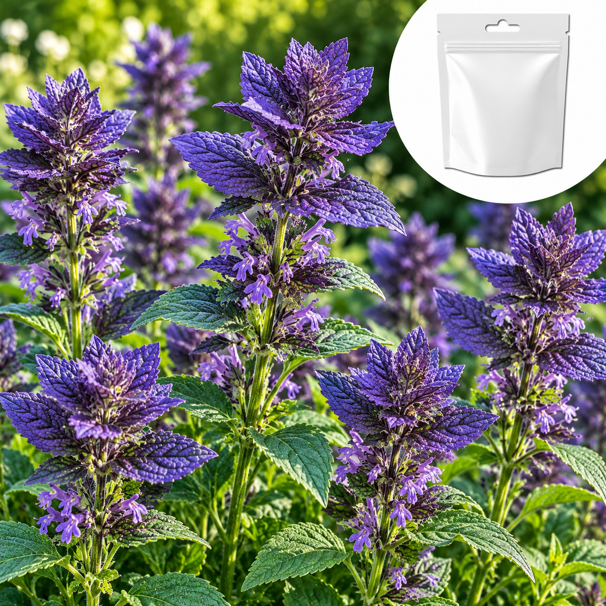 Broksalvia 'Blue Monday' - Vit fröpåse