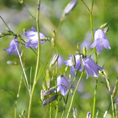 Liten blåklocka