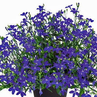 Lobelia 'Lobelix Electric Indigo' 10,5cm kruka