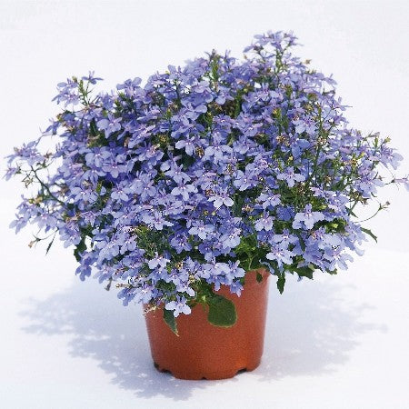 Lobelia Häng 'Hot Water Blue' 10,5cm kruka